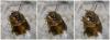 Rhodanthidium sticticum
